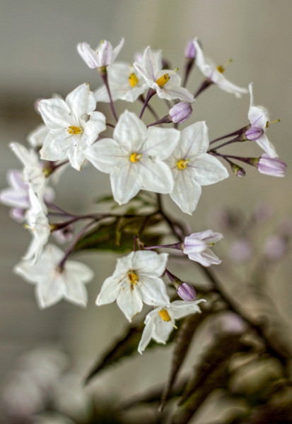 Fleurs